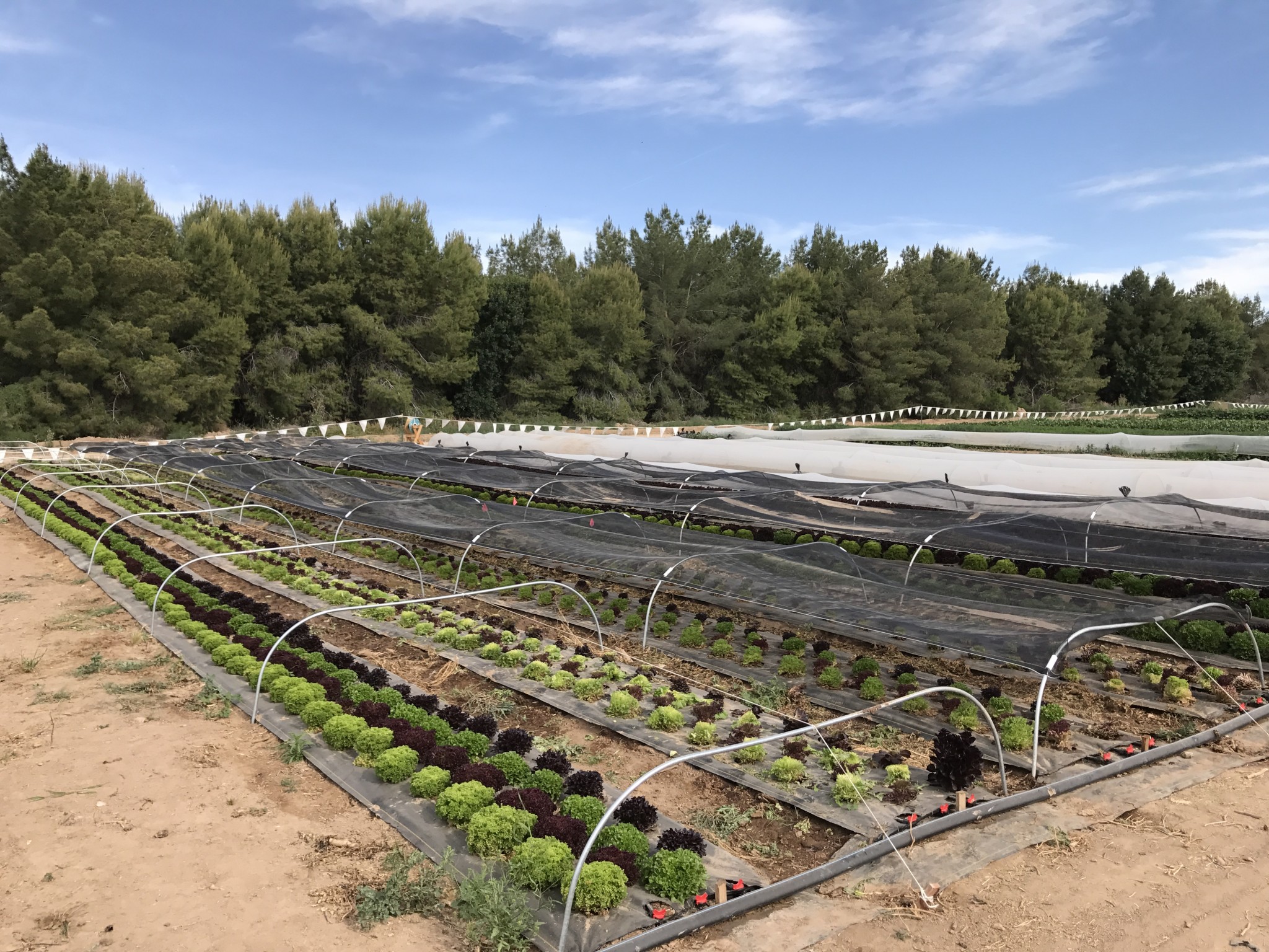 summer-lettuce-lessons-from-southern-growers